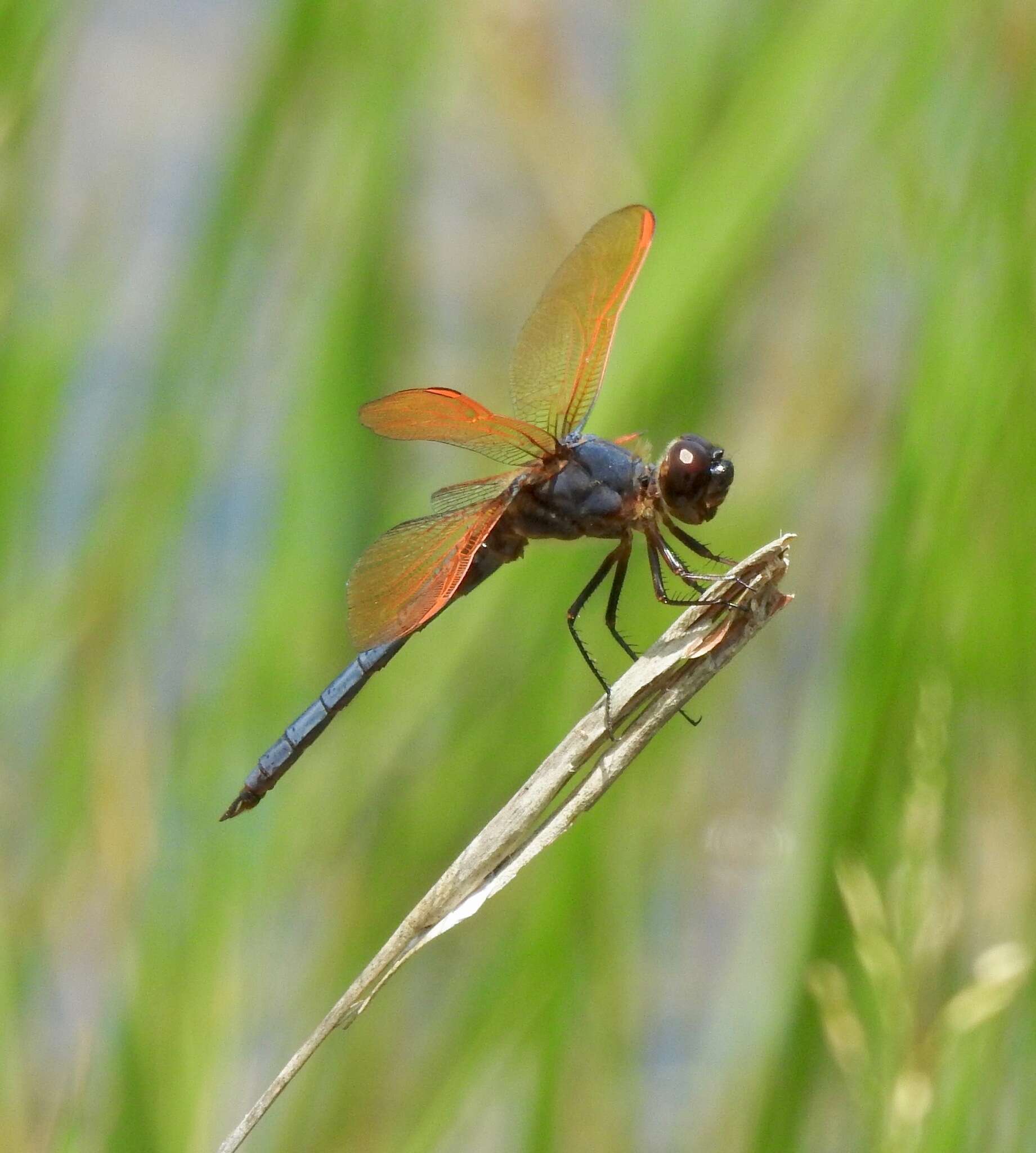 Image de Libellula jesseana Williamson 1922