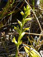 Imagem de Prasophyllum colensoi Hook. fil.