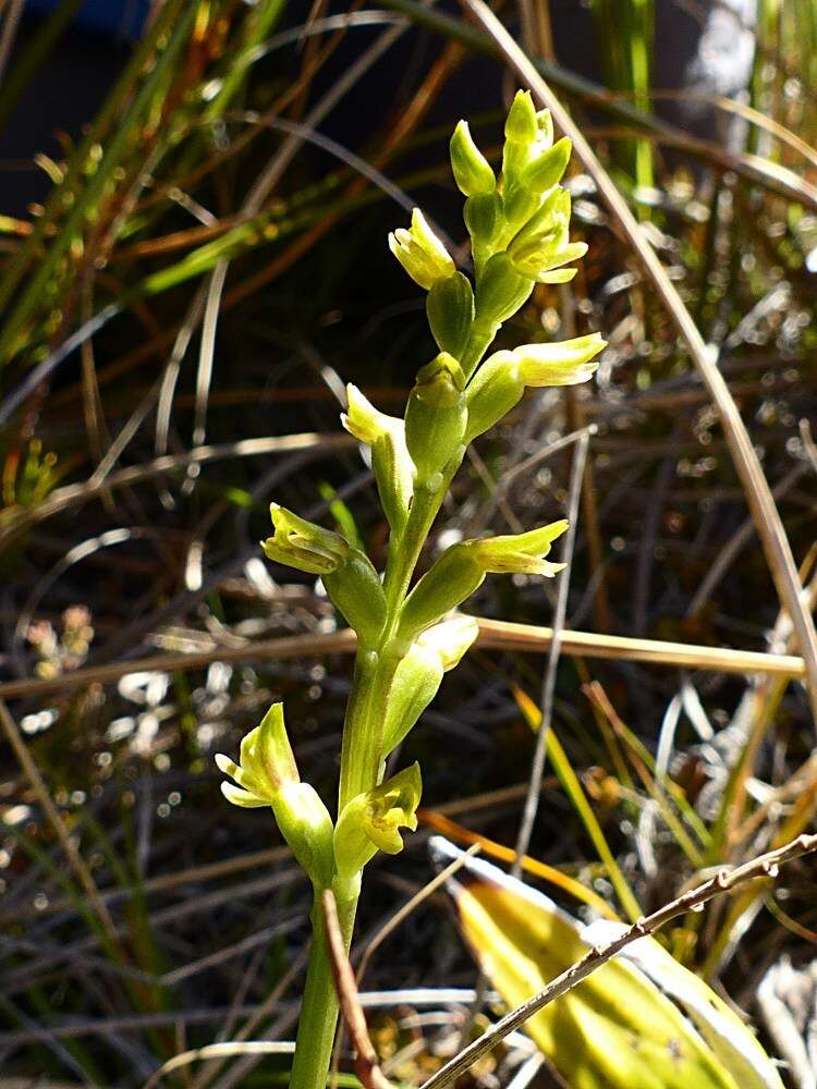 Imagem de Prasophyllum colensoi Hook. fil.