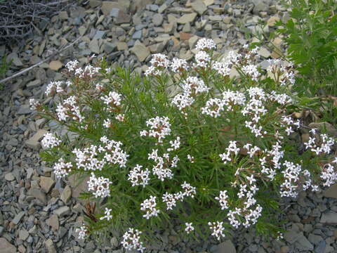 Image of Asperula cretacea Willd. ex Roem. & Schult.