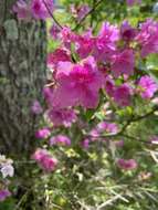 Imagem de Rhododendron simsii Planch.