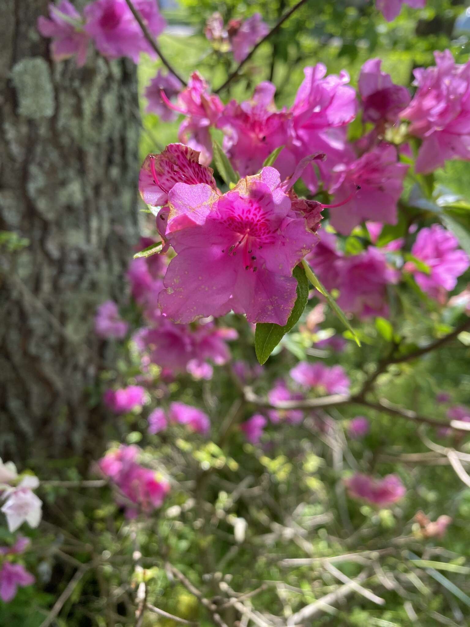 Plancia ëd Rhododendron simsii Planch.