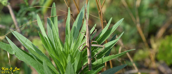 Image of Chinese Grasshopper