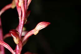 Image of summer coralroot