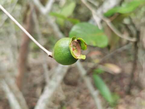 Image de Eugenia lucida Lam.