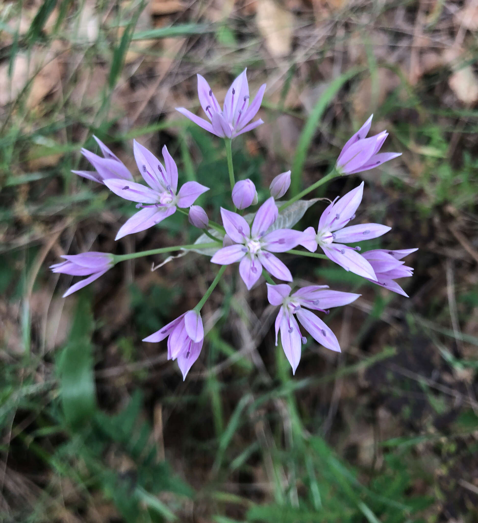 Allium unifolium Kellogg resmi