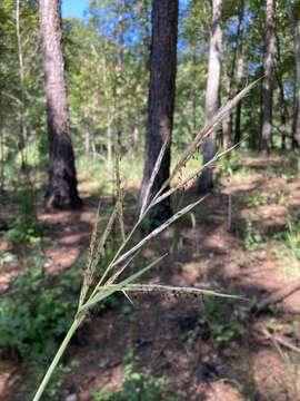 Image of Silver Plume Grass