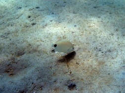 Image of Roundspot porgy