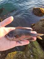 Image of Blacksmith Chromis