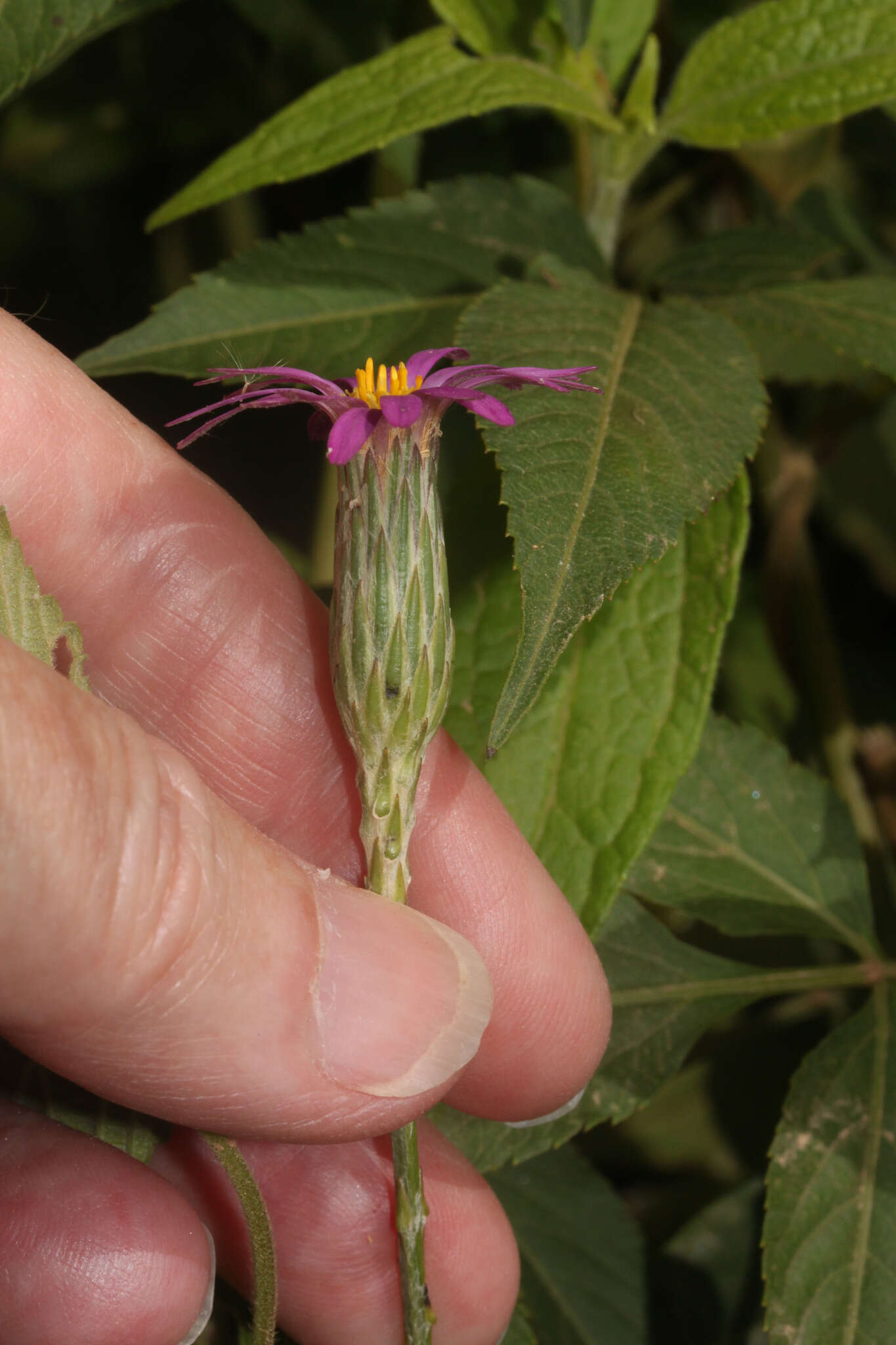 Image of Onoseris alata Rusby