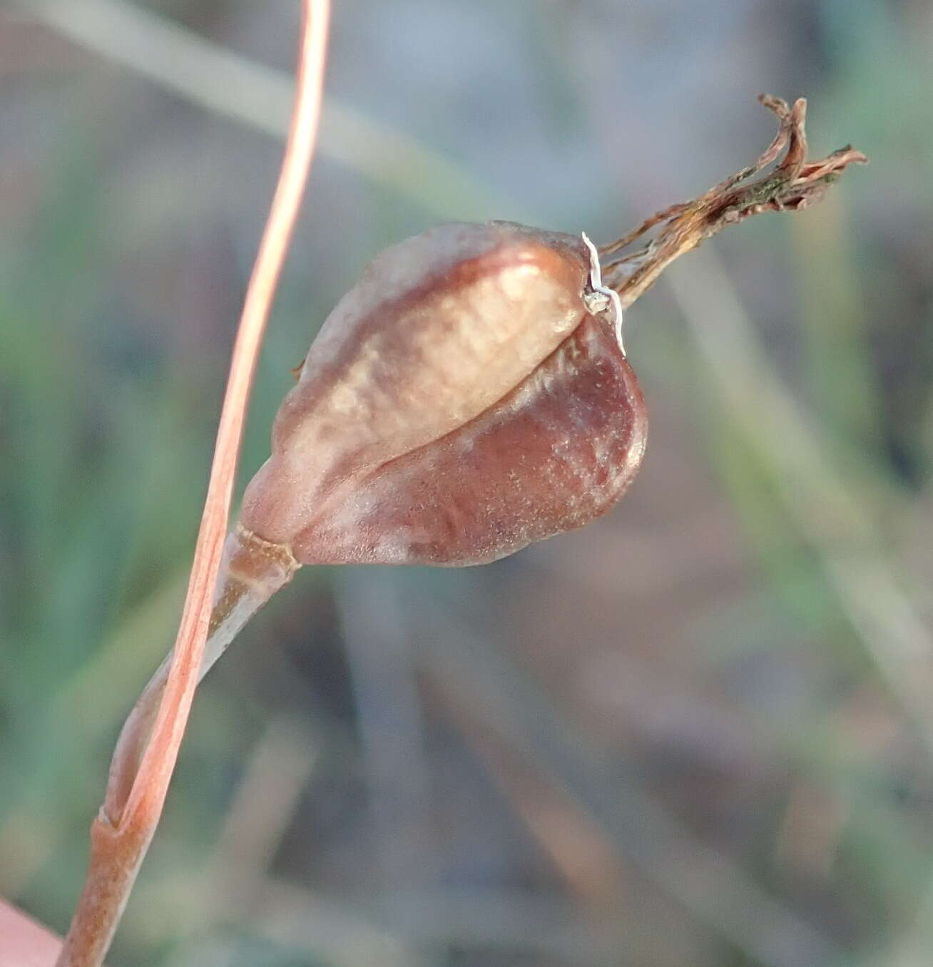 Plancia ëd Dipcadi brevifolium (Thunb.) Fourc.