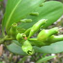 Image of <i>Lumnitzera <i>racemosa</i></i> var. racemosa