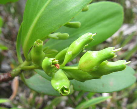 Image of <i>Lumnitzera <i>racemosa</i></i> var. racemosa