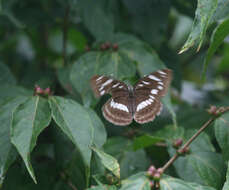 Limenitis amphyssa Ménétriés 1859 resmi