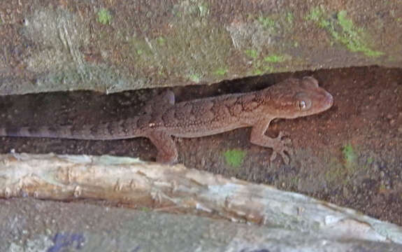 Image of Madagascar Velvet Gecko