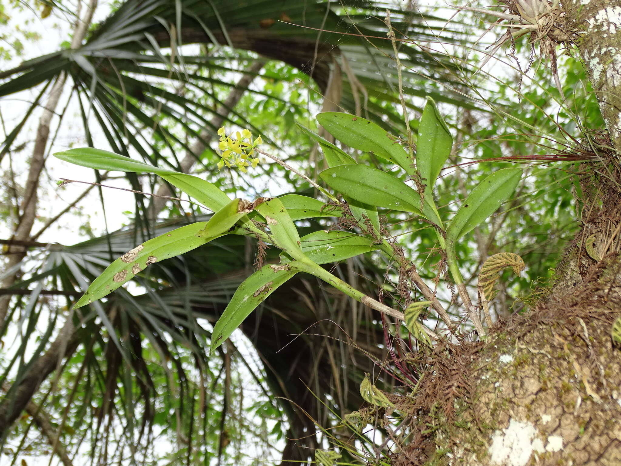 Image of big-mouth star orchid