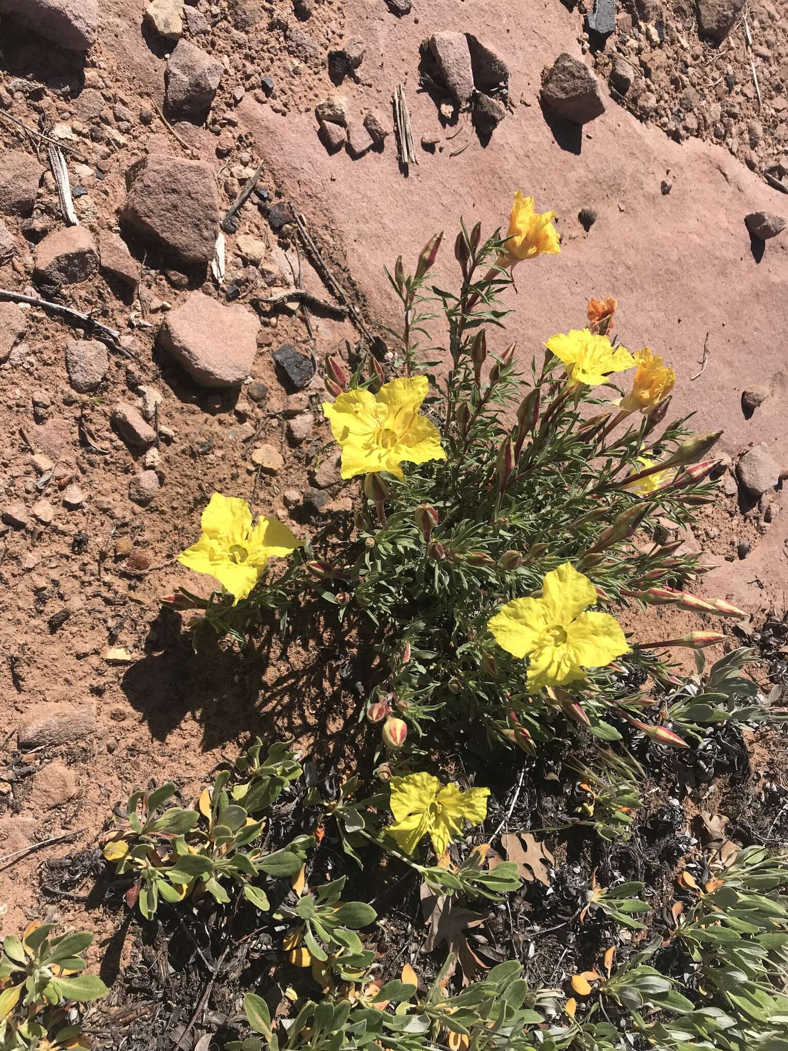 Image of Oenothera lavandulifolia Torr. & Gray