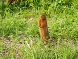 Image of Arctic ground squirrel