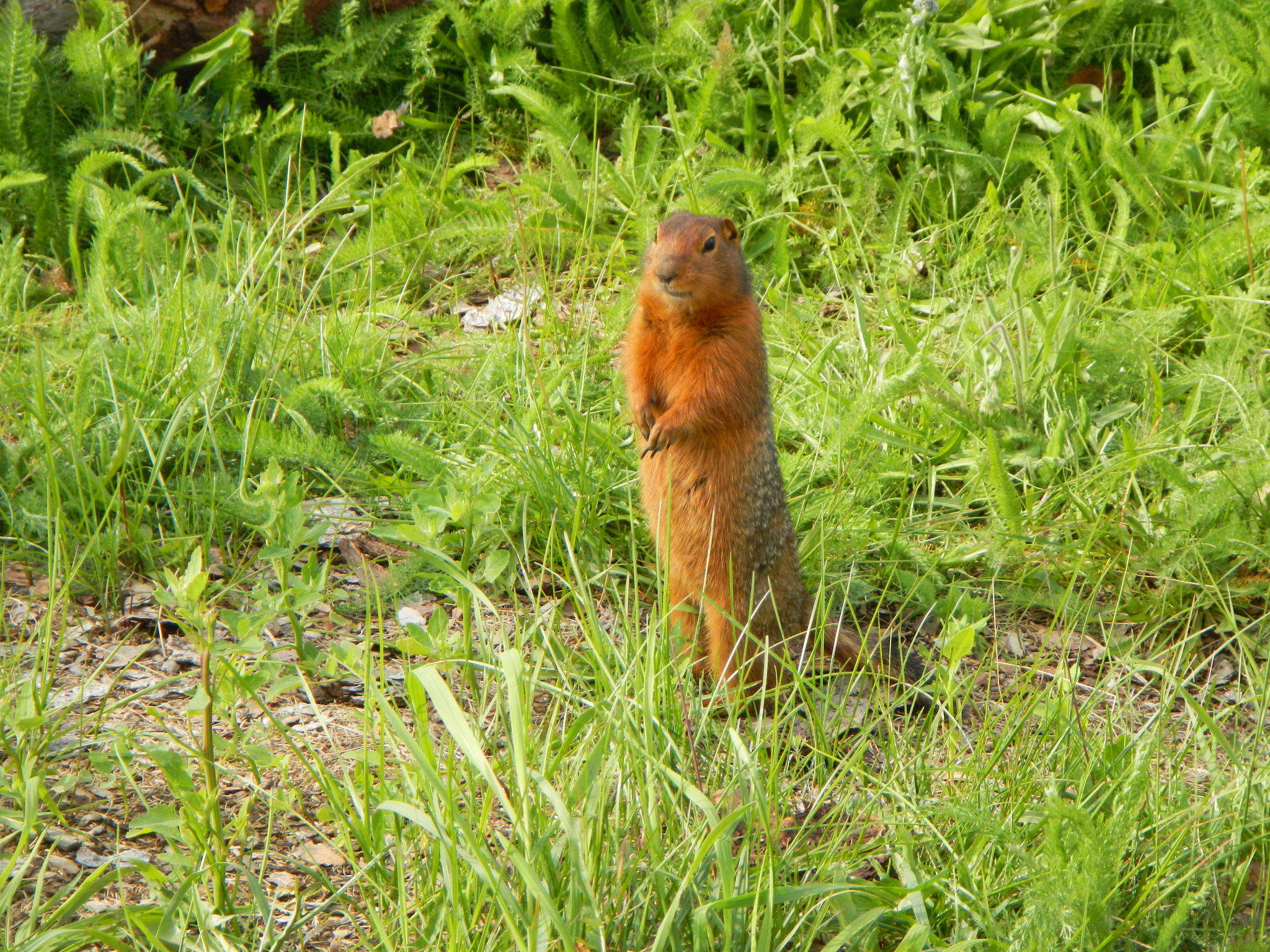 Image of Arctic ground squirrel