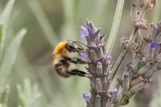 Image of Common carder bumblebee