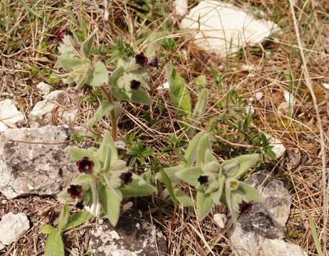 Image of Nonea taurica (Ledeb.) Ledeb.