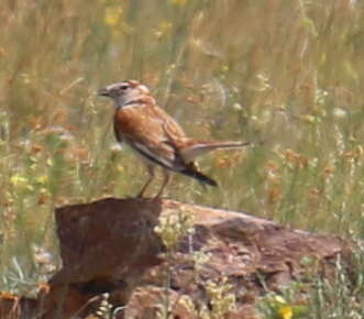 Image of Mongolian Lark