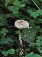 Image of Lepiota clypeolaria (Bull.) P. Kumm. 1871