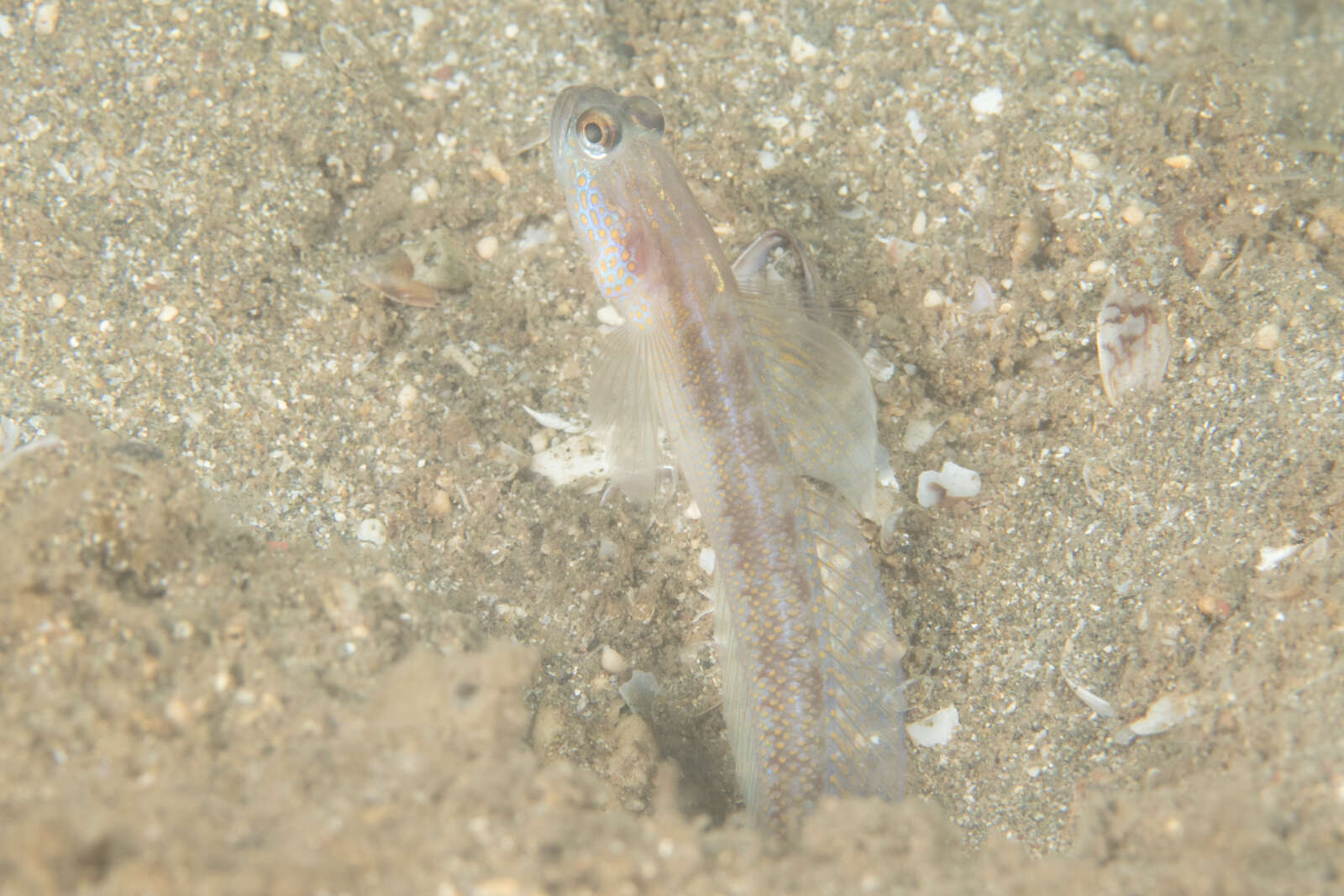 Image of Dorsalspot shrimpgoby