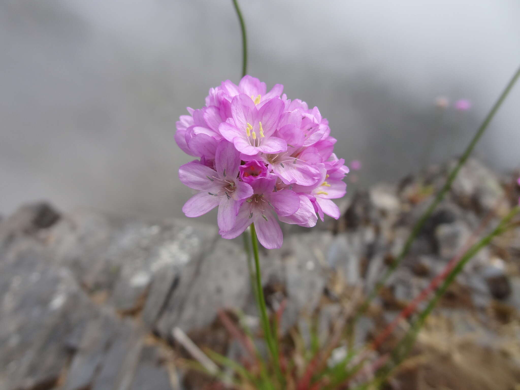 Image of Armeria maderensis Lowe