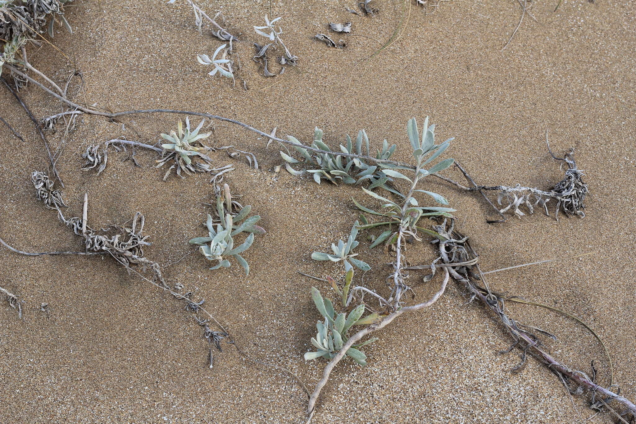 Image of Senecio crassiflorus (Poir.) DC.