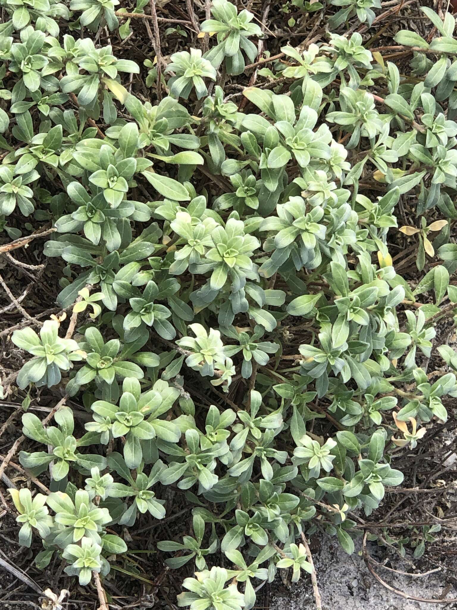 Image of seabeach evening primrose