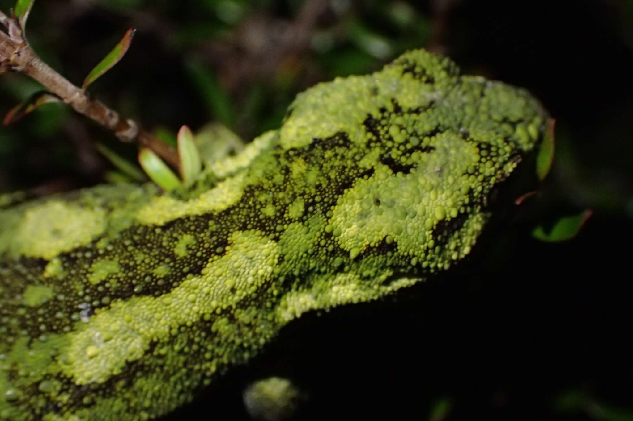 Image of Natural Tree Gecko