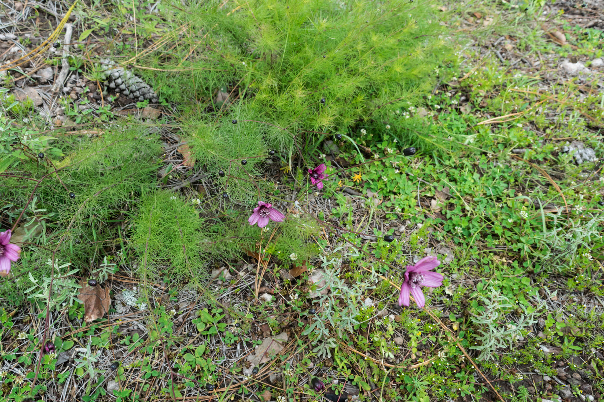 Image of Cosmos carvifolius Benth.