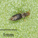 Image of Sugarbeet Thrips