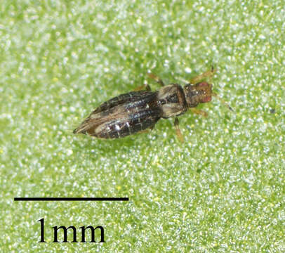 Image of Sugarbeet Thrips