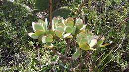 Image of Cotyledon velutina Hook. fil.