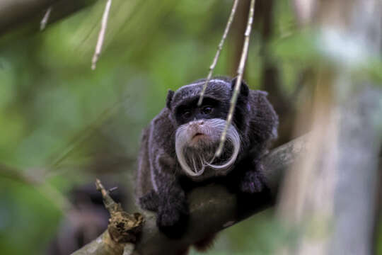 صورة Saguinus imperator subgrisescens (Lönnberg 1940)