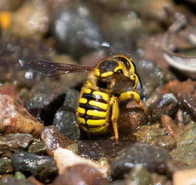 Image of Anthidium illustre Cresson 1879