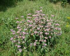 Image of Phlomis majkopensis (Novopokr.) Grossh.