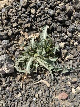 Image of Lactuca orientalis (Boiss.) Boiss.