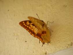 Imagem de <i>Charaxes macclounii</i>