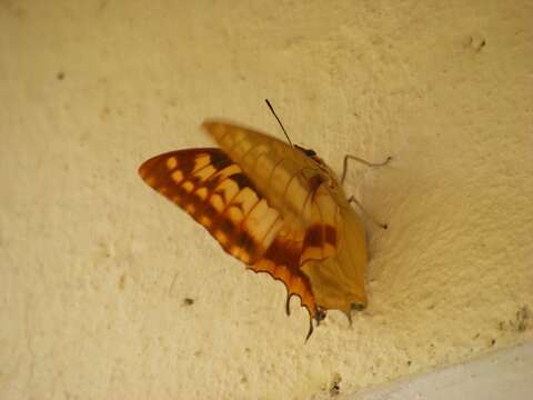 Image of <i>Charaxes macclounii</i>