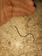 Image of Rio Grande do Sul Blind Snake