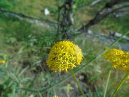 Image of Leiotulus aureus (Sm.) M. G. Pimenov & T. A. Ostroumova