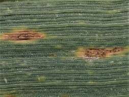 Sivun Zymoseptoria tritici (Roberge ex Desm.) Quaedvl. & Crous kuva