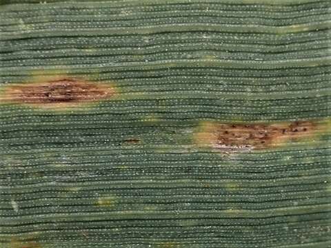 Sivun Zymoseptoria tritici (Roberge ex Desm.) Quaedvl. & Crous kuva