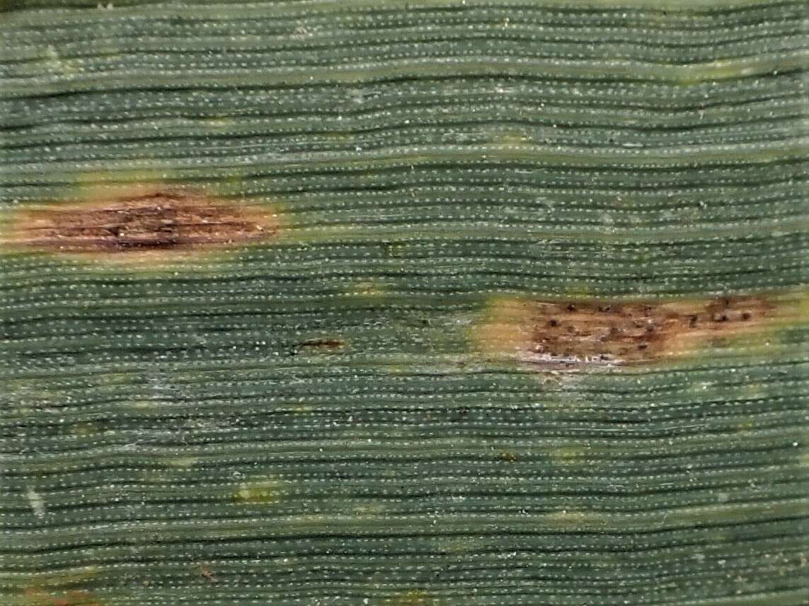 Sivun Zymoseptoria tritici (Roberge ex Desm.) Quaedvl. & Crous kuva