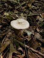 Image of Agaricus leptocaulis Kerrigan 2016