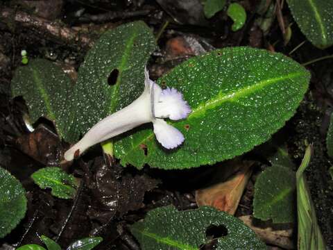 Sivun Nautilocalyx cordatus (Gleason) L. E. Skog kuva