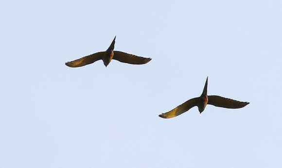 Image of Blue-winged Macaw